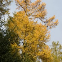 Hybrid Larch